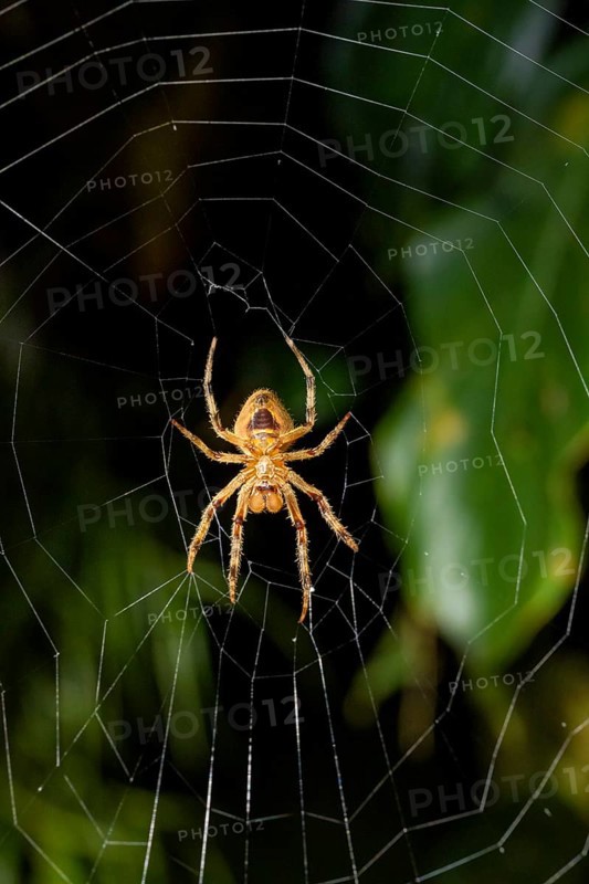 Spider sitting in a spider web, at night, Puntarenas province, Costa Rica