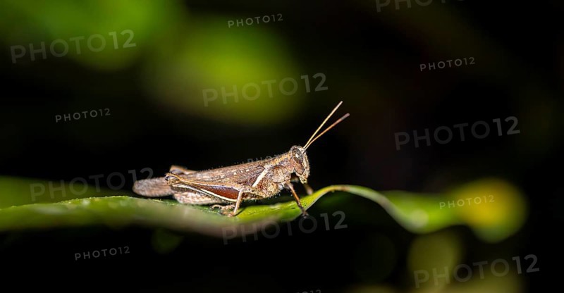 Brown grasshopper sitting on a leaf, at night, Puntarenas province, Costa Rica