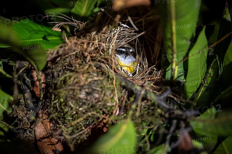 Sulphur-masked tyrant (Pitangus sulphuratus) in its nest at night, Puntarenas province, Costa Rica