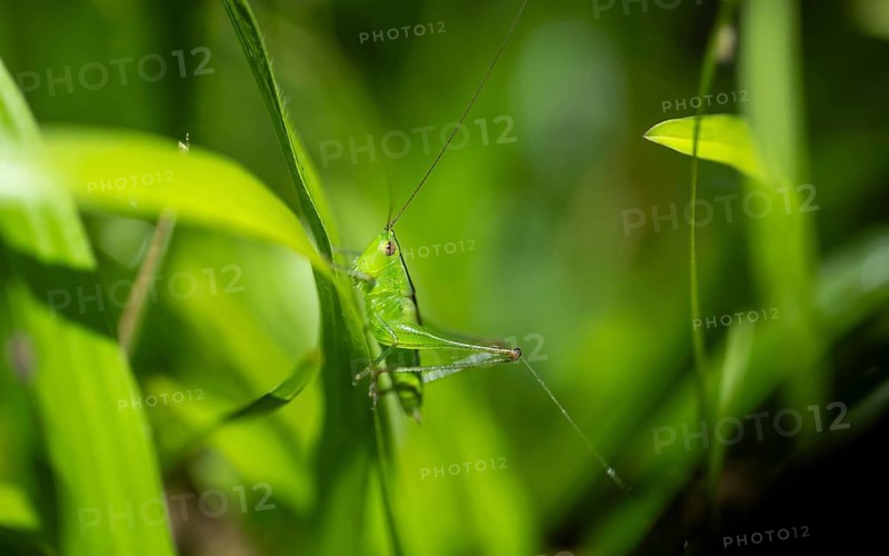 Green grasshopper (Neoconocephalus) sitting on a leaf, at night, Puntarenas province, Costa Rica