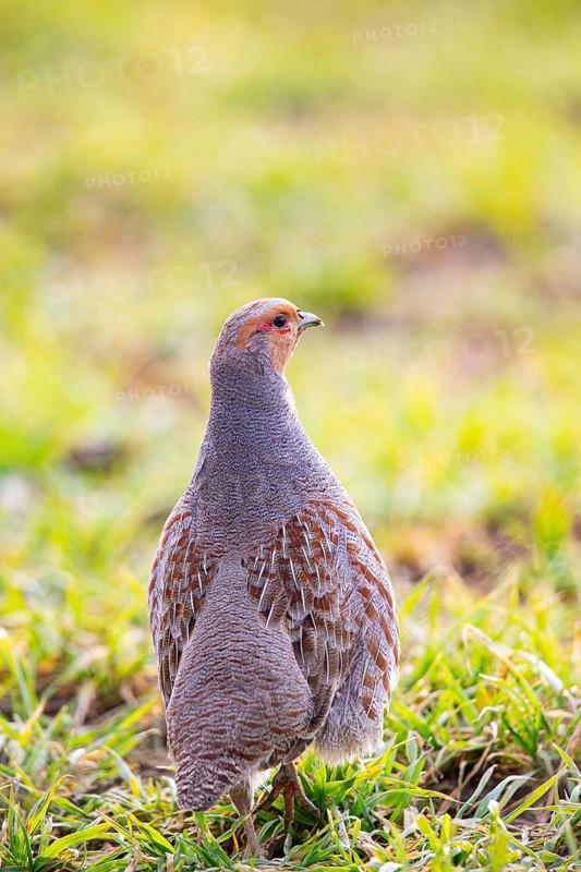 Grey partridge (Perdix perdix) Germany