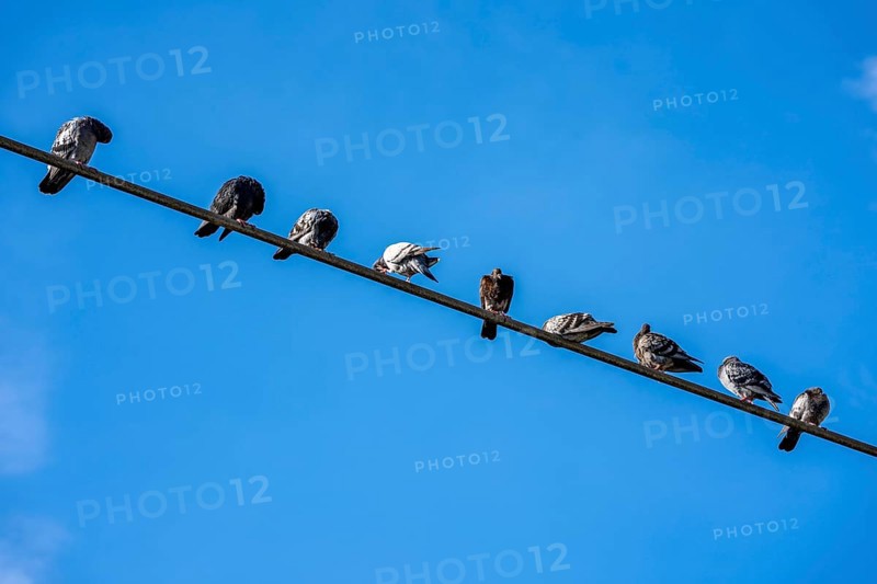 Pigeons on a power line, Germany