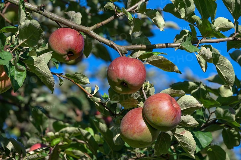 Ripe apples (Malus), on the tree, Franconia, Bavaria, Germany