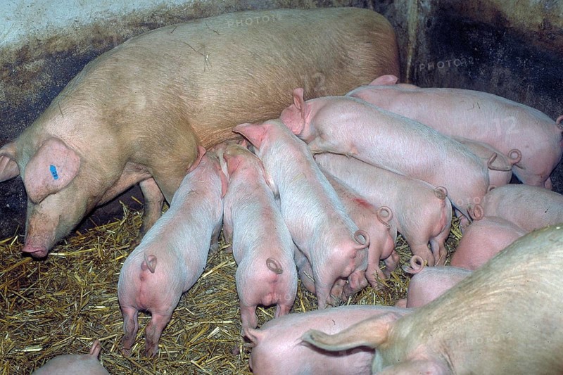 Piglets (Sus scrofa domesticus) suckling with their mother sow, Franconia, Bavaria, Germany