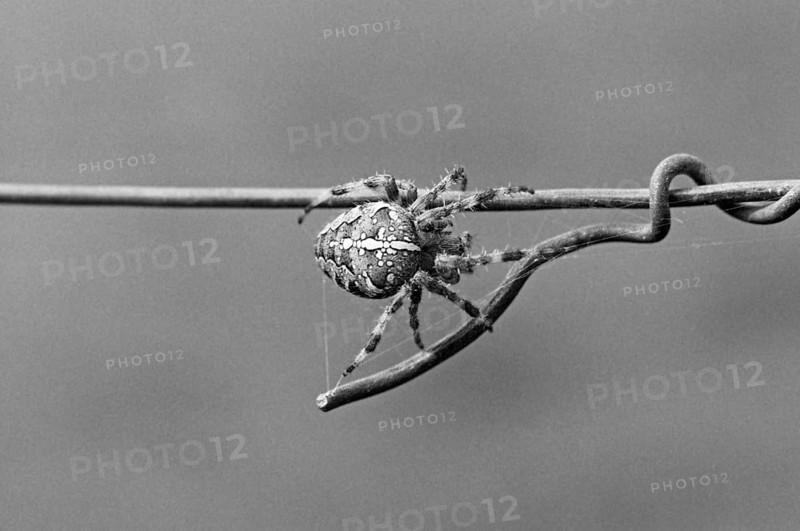 Cross spider (Araneus) on a wire fence, black and white, Bavaria, Germany