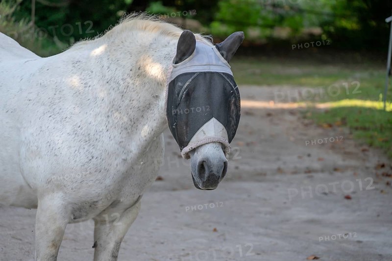 Mould with a fly mask on a riding stable, Franconia, Bavaria, Germany