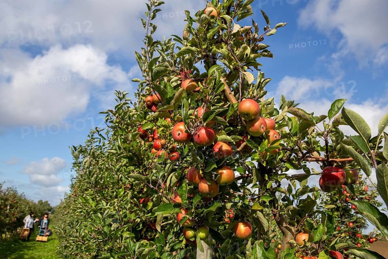 Apples ready for harvest at a fruit farm in the Palatinate