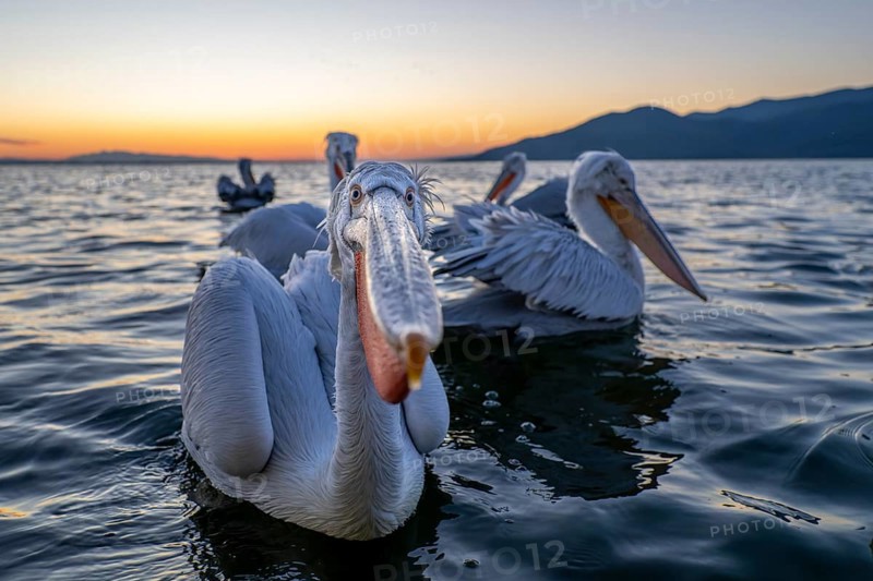 Dalmatian Pelican (Pelecanus crispus), Dalmatian Pelican, swimming, close up, in its plumage, Lake Kerkini, Greece