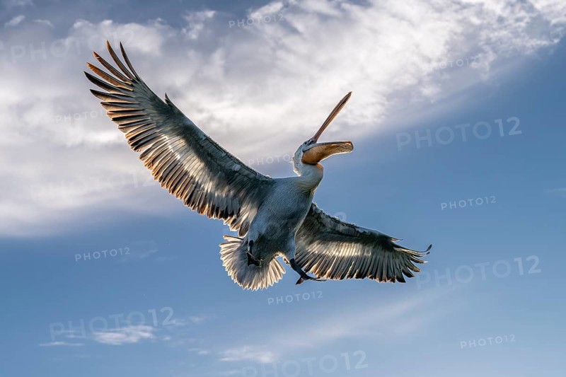 Dalmatian Pelican (Pelecanus crispus), Dalmatian Pelican, flying, Lake Kerkini, Greece
