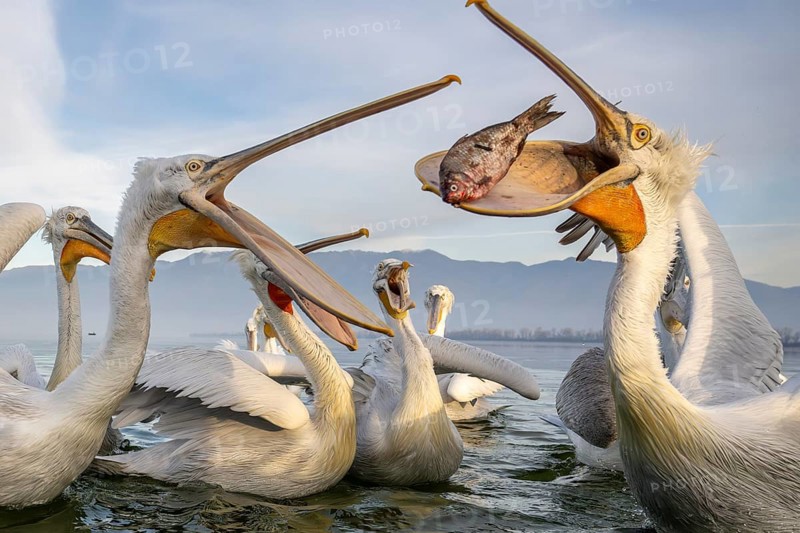 Dalmatian Pelican (Pelecanus crispus), Dalmatian Pelican, fighting, Lake Kerkini, Greece