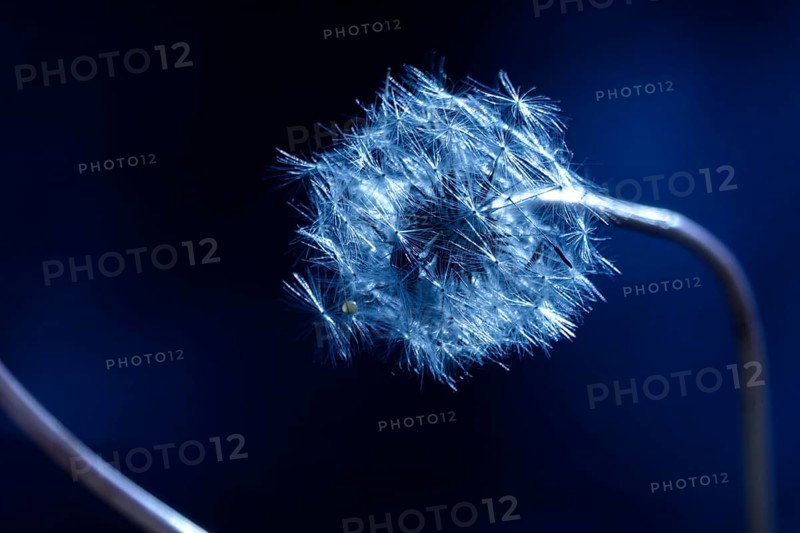 Dandelion, macro photography, summer, Germany