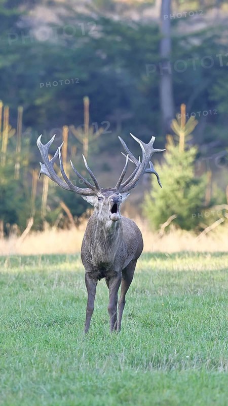 Red deer (Cervus elaphus) during the rutting season, a large stag roaring in a forest clearing, wildlife, autumn, Sauerland, North Rhine-Westphalia, Germany