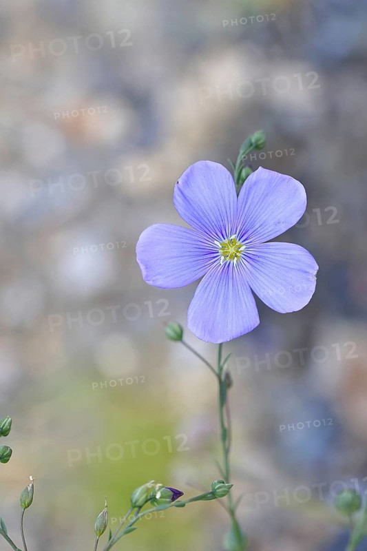Flax (Linum usitatissimum), blue flower, medicinal plant, Wilnsdorf, North Rhine-Westphalia, Germany