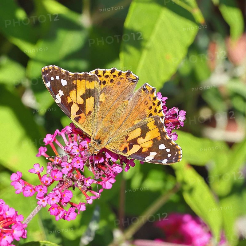 Thistle butterfly (Vanessa cardui) on a Buddleja davidii flower, Wilnsdorf, North Rhine-Westphalia, Germany