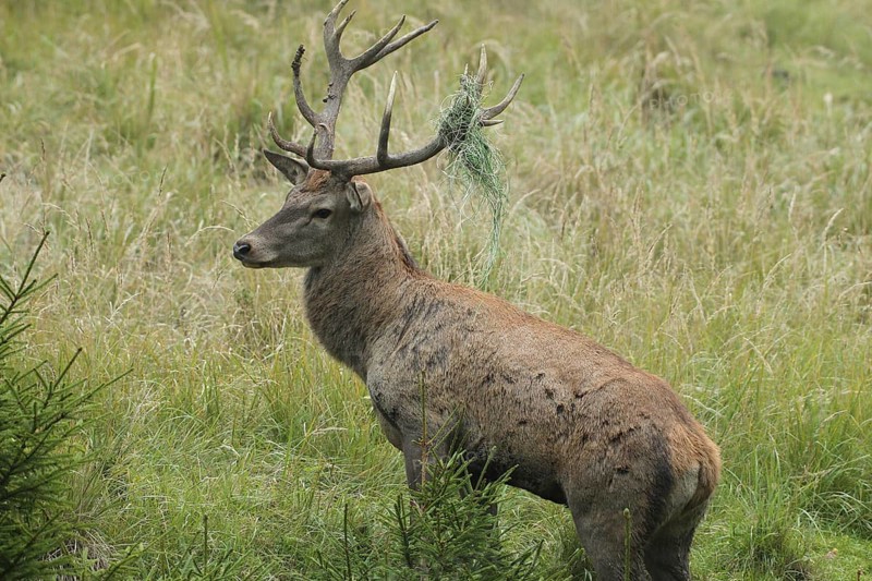 Red deer (Cervus elaphus) rutting stag with wire in left antler rod, Allgäu, Bavaria, Germany, Allgäu, Bavaria, Germany