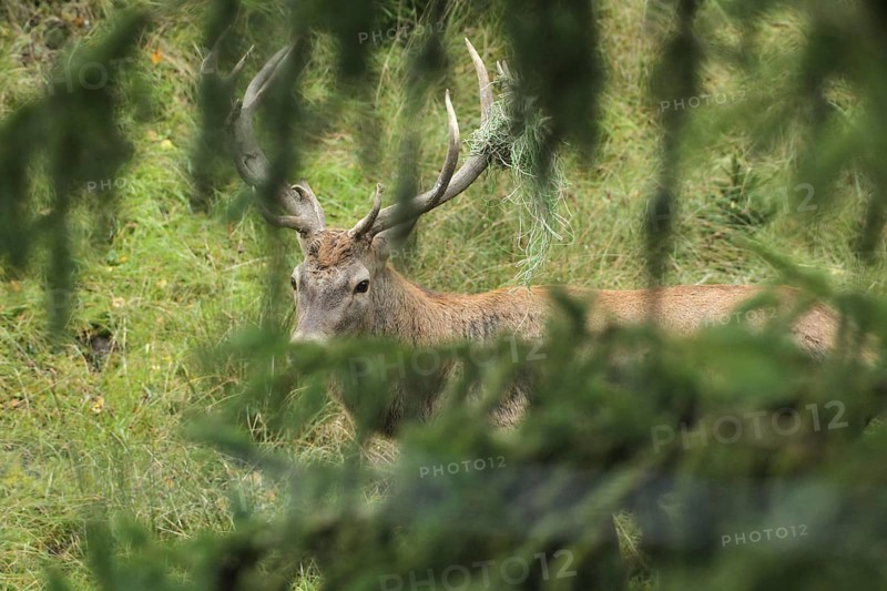 Red deer (Cervus elaphus) rutting stag with wire in left antler bar, secured between spruce branches, Allgäu, Bavaria, Germany, Allgäu, Bavaria, Germany