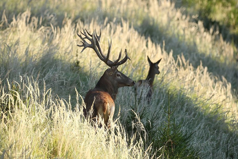 Red deer (Cervus elaphus) strong stag follows cow during the rut through the high grass, Allgäu, Bavaria, Germany, Allgäu, Bavaria, Germany
