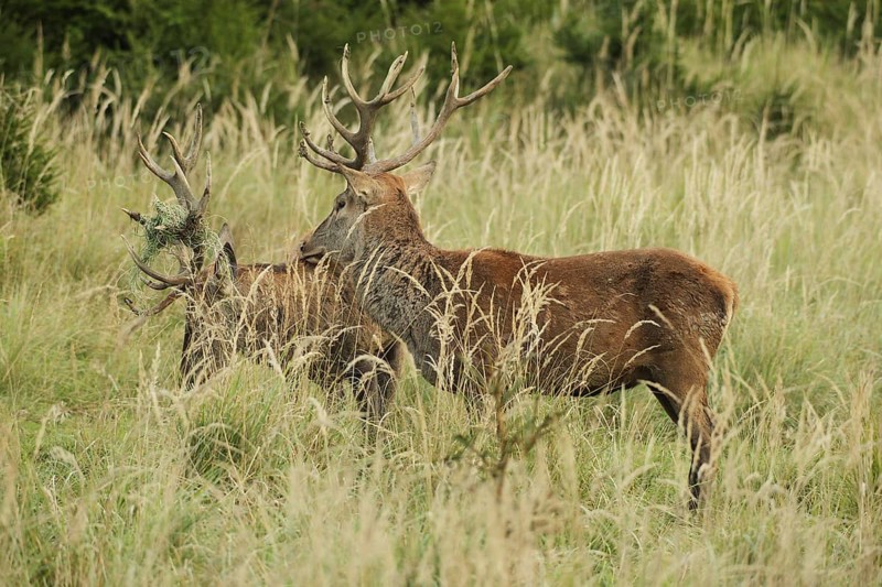 Red deer (Cervus elaphus) rutting deer, the left one with wire in left antler bar, being licked by another deer, Allgäu, Bavaria, Germany, Allgäu, Bavaria, Germany