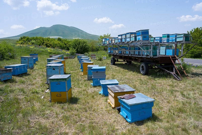 Numerous blue and yellow beehives stand in a flat meadow at the foot of a green hill, beekeeper, near Fantan, Kotayk province, Kotayk, Armenia
