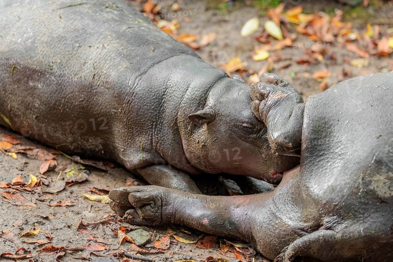 A female pygmy hippopotamus (Choeropsis liberiensis) nurses its calf. Liberia, West-Afrika