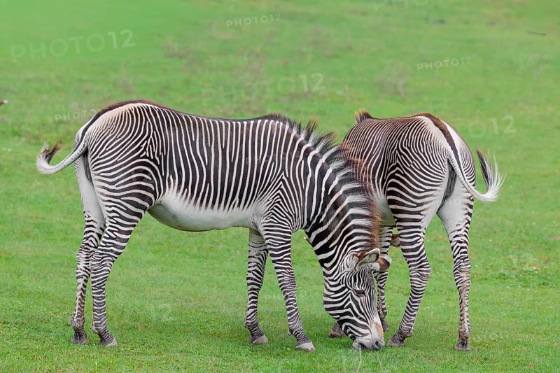 Two Grévy's zebras (Equus grevyi) graze in a green meadow. Botswana