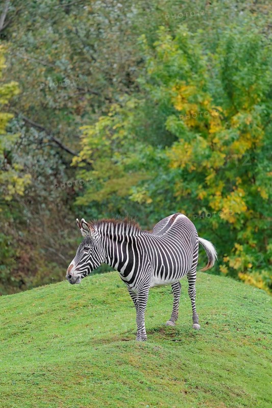 A Grévy's zebra (Equus grevyi) stands in a green meadow in hilly terrain. Botswana