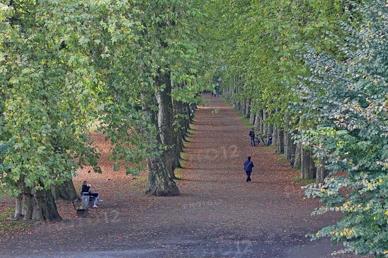 Plane tree avenue with pedestrians, strollers, stroll, stroll, stroll, escape point, plane trees, trees, Neckar island, Tübingen, Neckar valley, Baden-Württemberg, Germany