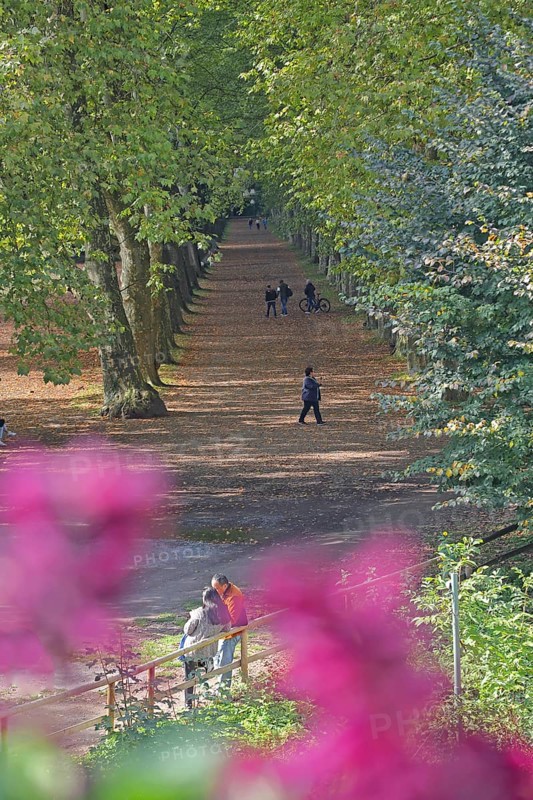 Plane tree avenue with pedestrian, stroller, stroll, stroll, stroll, vanishing point, plane trees, trees, flowers, depth of field, Neckar island, Tübingen, Neckar valley, Baden-Württemberg, Germany
