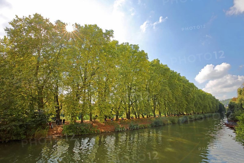 Plane tree avenue backlit on the banks of the Neckar, nature photography, trees, banks, vanishing point, light mood, Neckar island, river landscape, Tübingen, Neckar valley, Baden-Württemberg, Germany