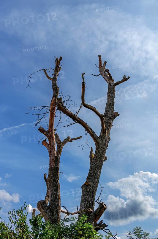 Dead walnut tree (Juglans regia), cloudy sky, Bavaria, Germany