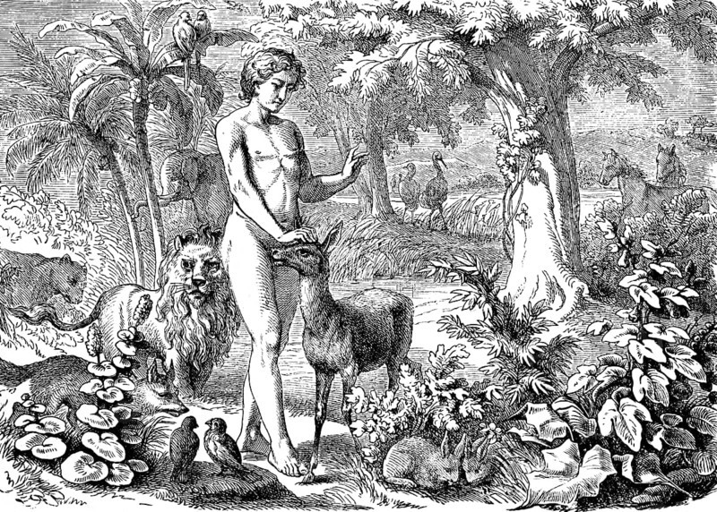 First Book of Genesis, chapter 1, Genesis, creation of man, the plant world, the animals, man gives each animal a name, nature, wilderness, trees, plants, lion, deer, hare, birds, Old Testament, Bible, historical illustration 1877