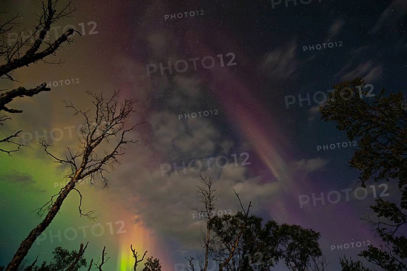 Aurora Borealis over polar birches and the shining moon in northern Sweden near Björkliden at Lake Torneträsk