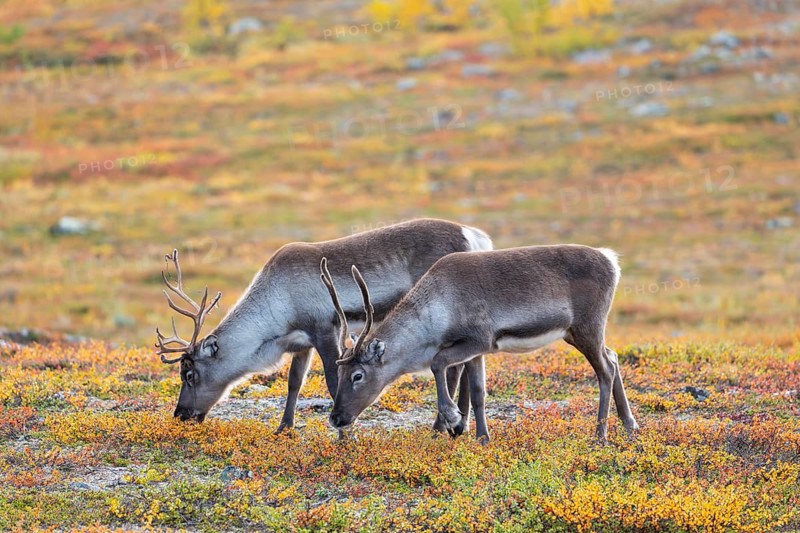 Reindeer herd at Abisko National Park in the colourful autumn of Lapland below Lapporten / Cuonjávággi