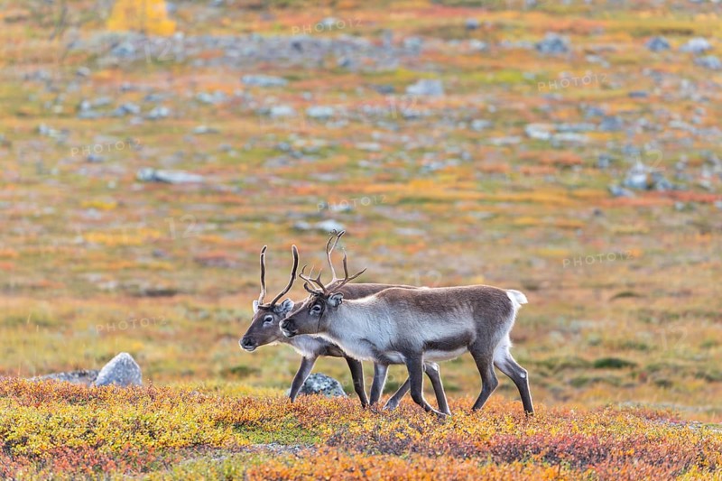Reindeer herd at Abisko National Park in the colourful autumn of Lapland below Lapporten, Cuonjávággi