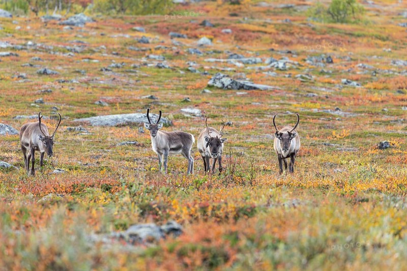 Reindeer herd at Abisko National Park in the colourful autumn of Lapland below Lapporten, Cuonjávággi