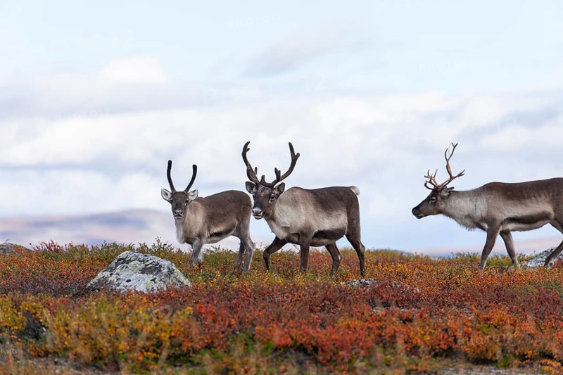 Reindeer herd at Abisko National Park in the colourful autumn of Lapland below Lapporten, Cuonjávággi