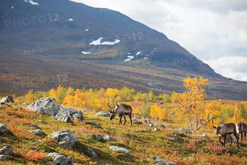 Reindeer herd at Abisko National Park in the colourful autumn of Lapland below Lapporten, Cuonjávággi