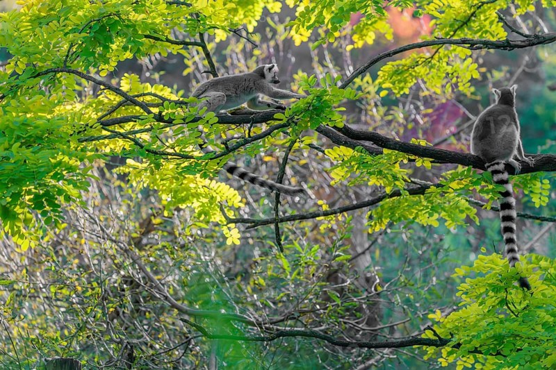 A ring-tailed lemur (Lemur catta) jumps onto a branch against the light on a sunny day. Southern and southwestern Madagascar