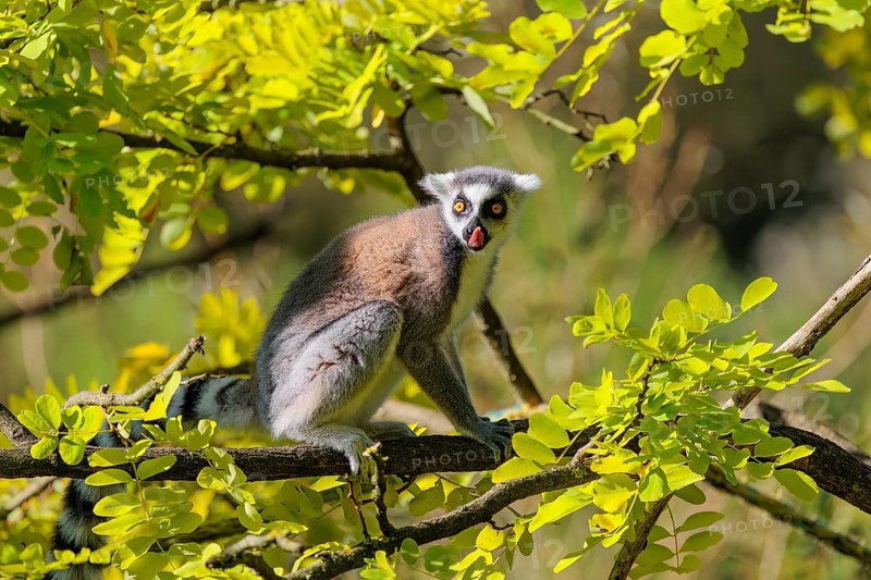 A ring-tailed lemur (Lemur catta) sits on a sunny day high up in a tree among fresh green leaves. Southern and southwestern Madagascar