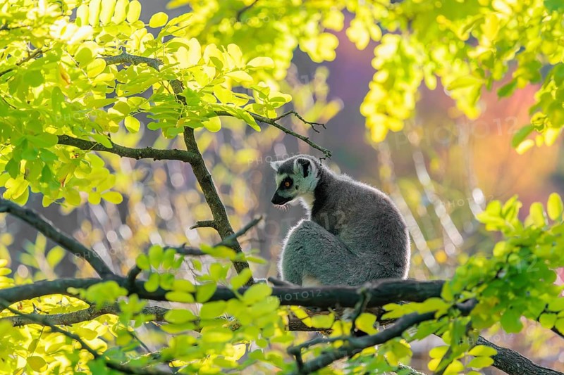 A ring-tailed lemur (Lemur catta) sits on a branch high up in a tree against the light on a sunny day. Southern and southwestern Madagascar
