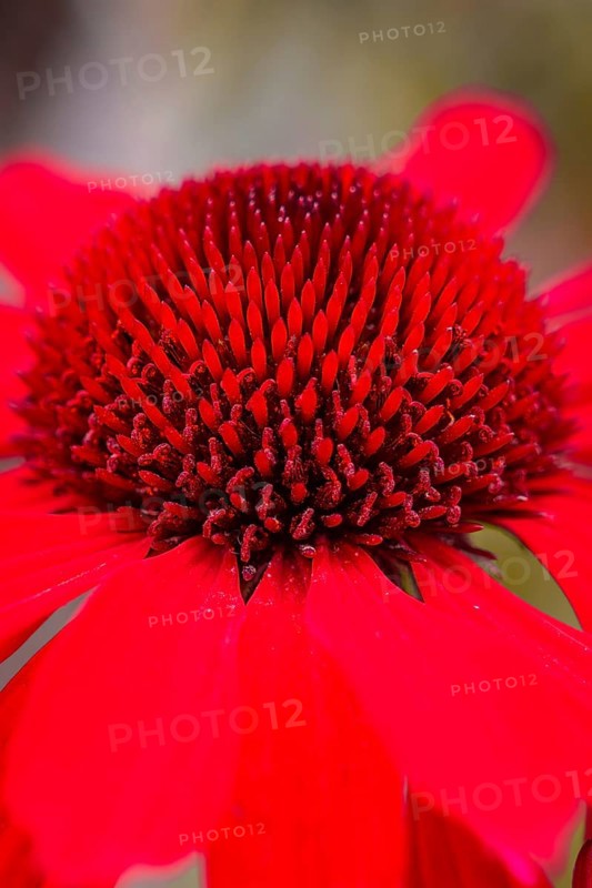 Macro photograph of a bright red flower with many petals in detail, Mainau Island, Lake Constance, Germany