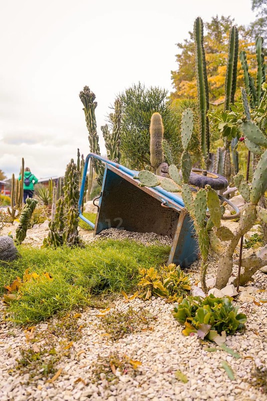 Cacti and succulents around an overturned wheelbarrow in a rocky garden, Mainau Island, Lake Constance, Germany