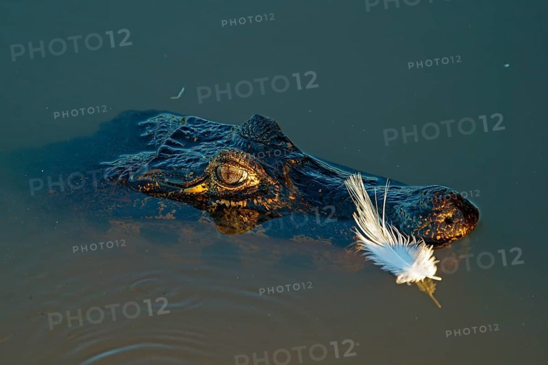 Spectacled caiman (Caiman yacare, Caiman crocodilus yacare), portrait, Pantanal, Brazil, South America