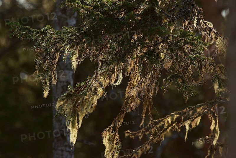 Bearded lichen, Taiga (Alectoria sarmentosa), Finland