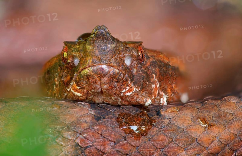 Lance adder (Porthidium nasutum), Costa Rica, Central America