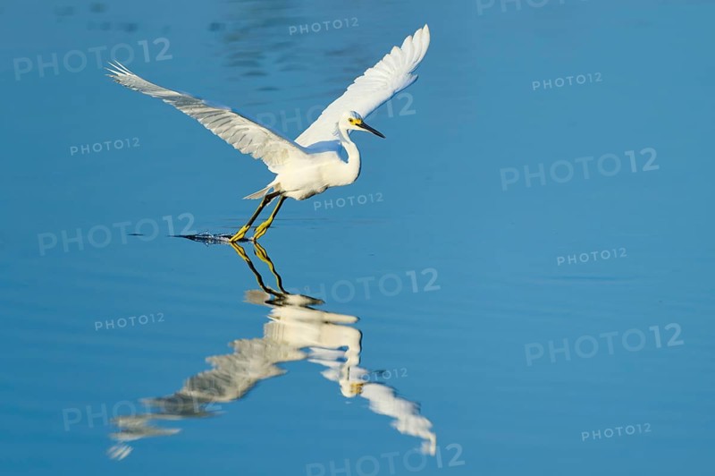 A heron touches the water with its claws during flight, Great Egret (Egretta thula), Florida, USA