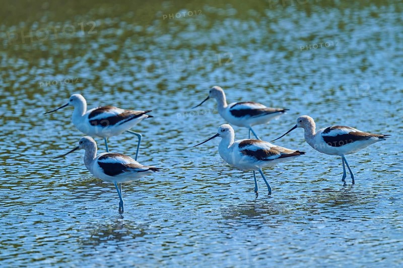 A group of birds stand in shallow water, creating a sense of community and movement, American avocet, Brown-necked avocet (Recurvirostra americana), Merritt Island National Wildlife Refuge, Mims, Florida, USA