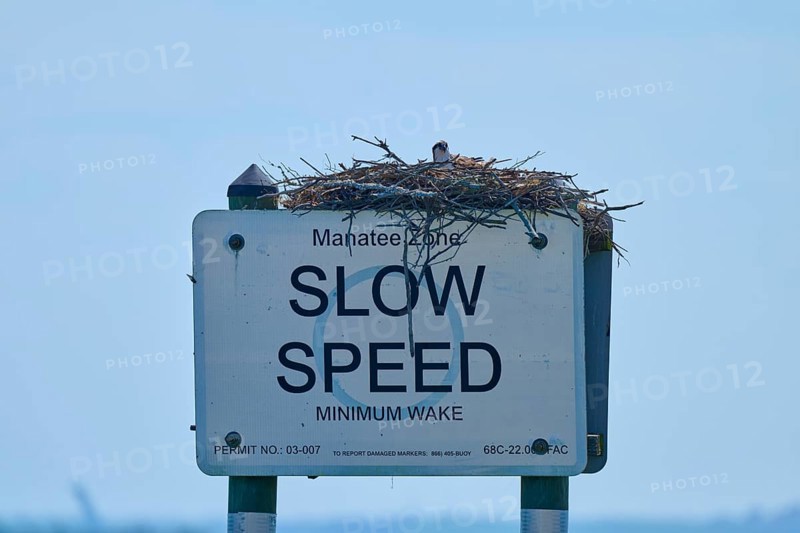 A sign with an osprey nest under a clear sky, calm sea in the background, Merritt Island National Wildlife Refuge, Mims, Florida, USA