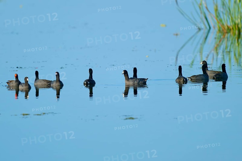 Group of coots swimming in clear blue water with soft reflections, American Eurasian Coot (Fulica americana), Orlando Wetlands, Christmas, Florida, USA