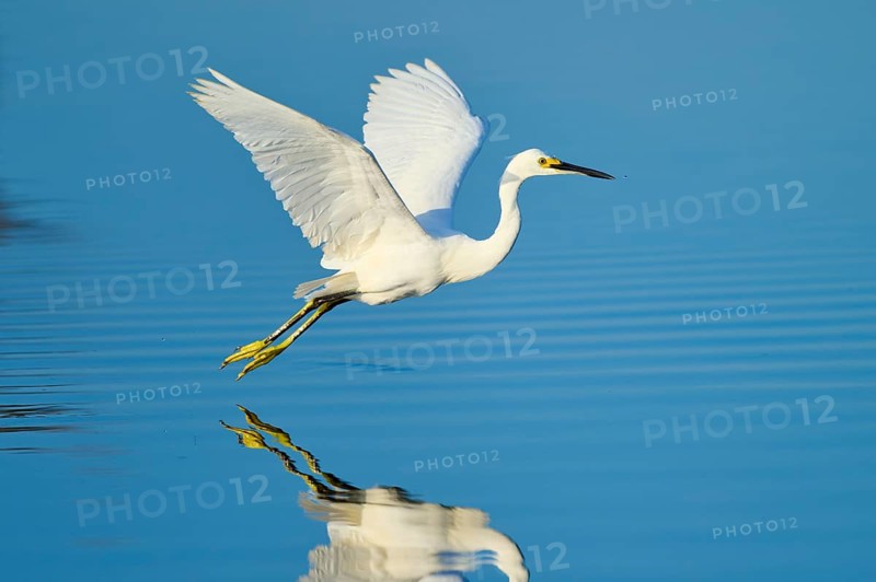 A heron hovering just above the water with outstretched wings, Great Egret (Egretta thula), Florida, USA